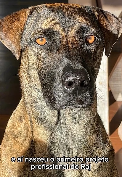 Após 14 horas de sumiço, Raje volta deixando uma dívida de R$ 1.300 para a tutora.