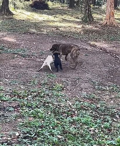 Raje brincando com as cachorrinhas que adotou.