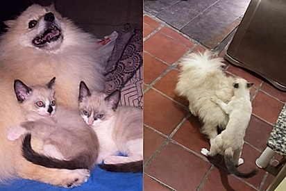 Spitz assume papel de mãe de gatinhos e hoje sofre com a vingança felina em casa.