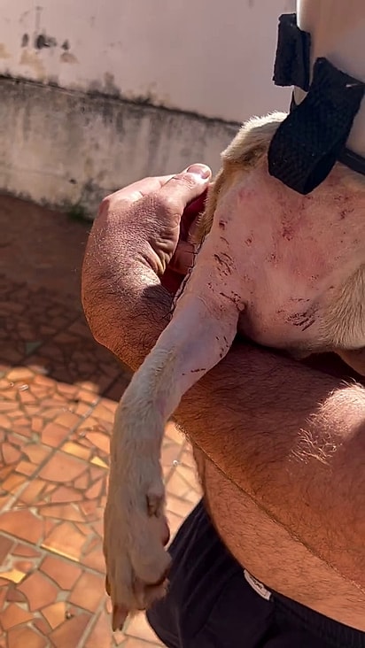 A família levou Bidu para o pronto-socorro e o adotou.