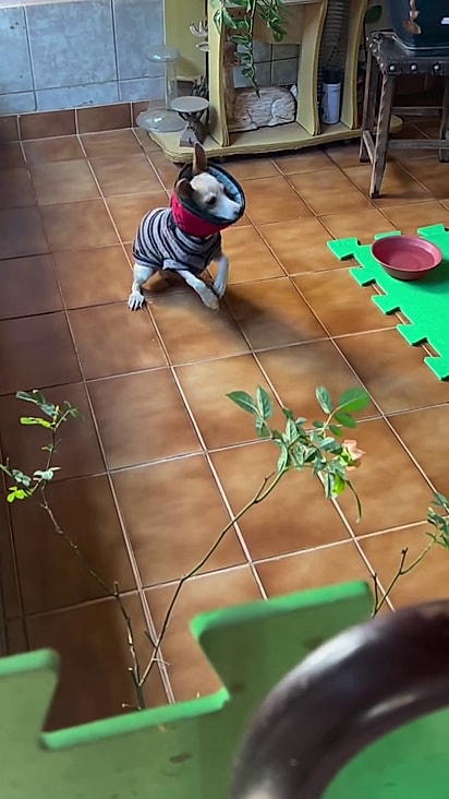 Ele não recuperou o apoio da pata mas vive tranquilamente.