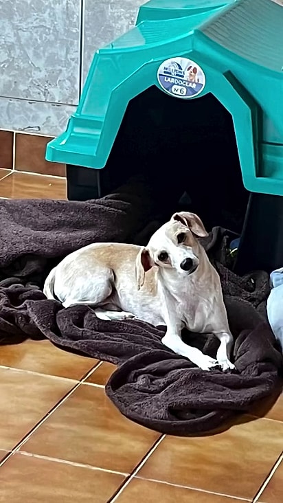 O cãozinho nunca mais irá passar insegurança na rua.