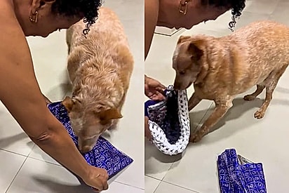 Agora é o Marvin: reação de cachorro ao ganhar presente de Natal encanta a internet