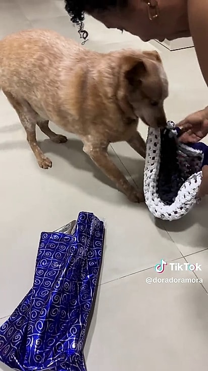 O cão gosta de carregar tapetes pela casa inteira.