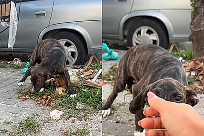 Após 40 minutos de paciência, filhote com medo descobre que humanos também podem ser bons
