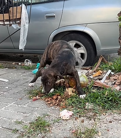 O cãozinho estava com muito medo.