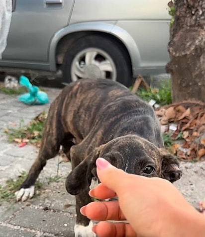 Aos poucos, ele foi se aproximando.