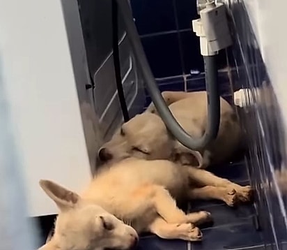 Marcos resgatou e adotou as cachorrinhas.