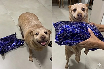 A avó sabia exatamente como fazer o pet feliz.