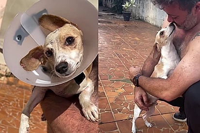 Do trauma ao amor: Triste acontecimento acaba unindo homem e cachorrinho, e Bidu transforma a vida da família