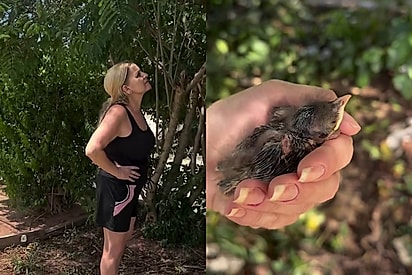 “Virei mãe de passarinho”: Jovem percebe canto diferente no quintal, encontra filhote caído e atitude emociona.