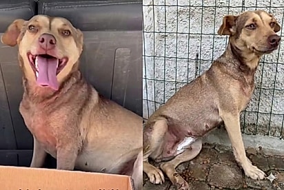 Cachorrinha que sorriu ao ser resgatada, agora está em busca do seu lar para sempre.