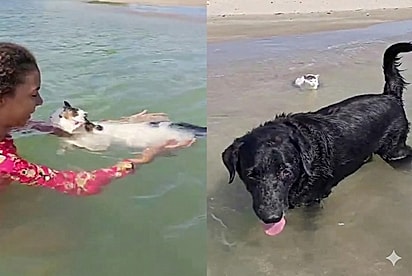 Cão nada no mar e gato surpreende ao entrar na água em praia de Alagoas.