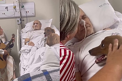 Protetor se emociona ao receber visita de seu cão Francisquinho e animal ensina valiosa lição: Amar até o último segundo