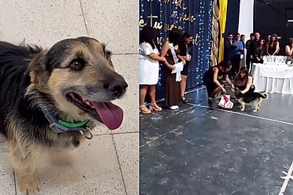 Aluno exemplar em conduta e presença: Escola entrega diploma ao cachorrinho Chiquito por manter frequência perfeita
