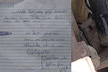 O presente que veio do motor: a história do gato Noel um ano após o resgate