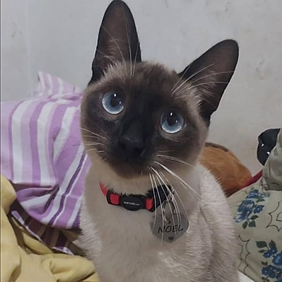 Noel ganhou um família responsável e amorosa.