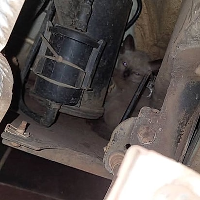 O gatinho estava embaixo do carro.