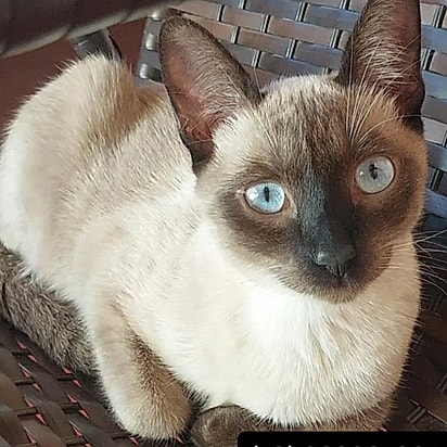 O felino foi resgatado e nunca mais foi embora.