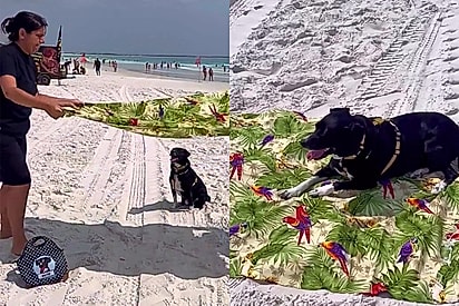 “Traga minha água de coco”: cão se recusa a deitar na areia e espera família arrumar canga para aproveitar o dia na praia