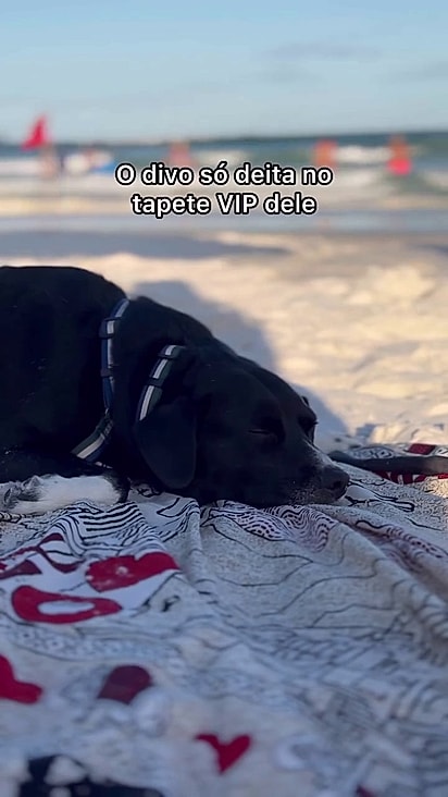 Ele não gosta da areia quente.