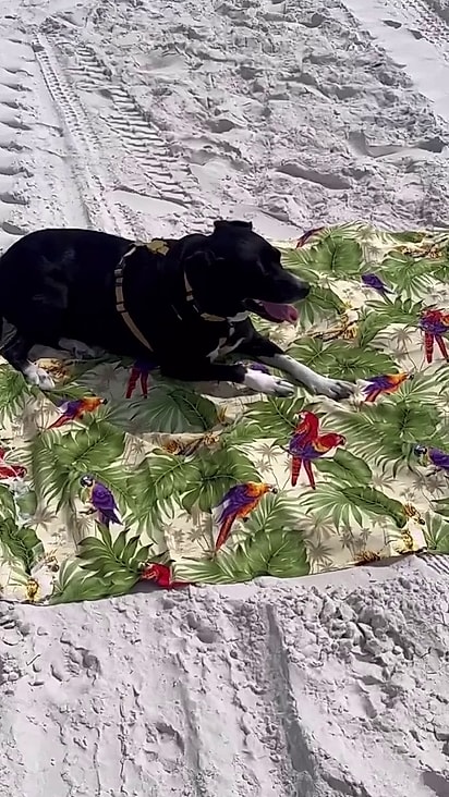 O cãozinho foi resgatado e hoje é muito mimado pela família.