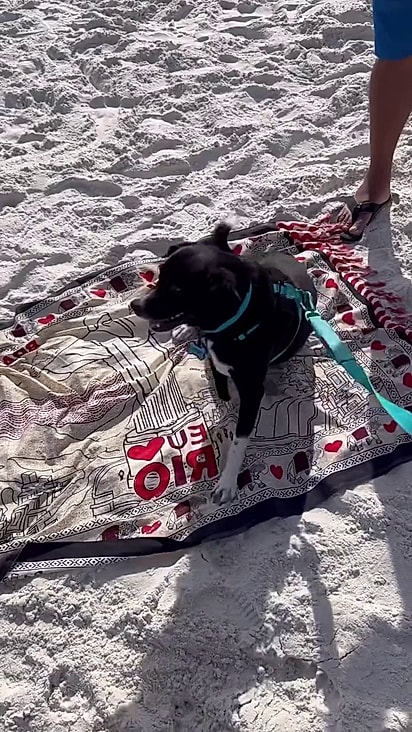 A família sempre procura espaços pet friendly para levar o cão.