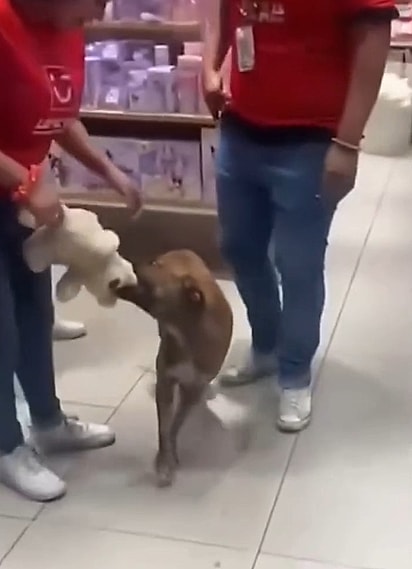 O cachorro entrou em uma loja do shopping e pegou uma pelúcia que chamou sua atenção.