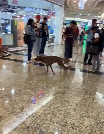 Pessoas se uniram em uma vaquinha e compraram a pelúcia para o cachorro.