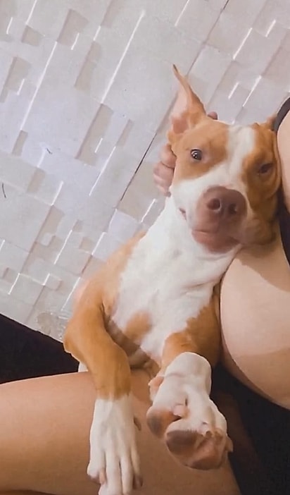 Amora já estava conectada com a menininha desde a barriga.