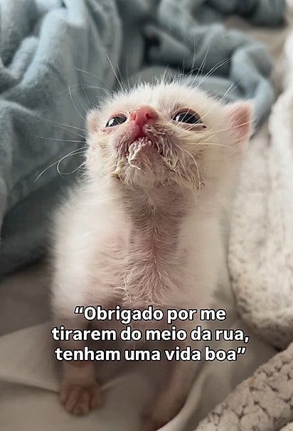 Alfredo era um gatinho frágil que só precisava de amor para se transformar.