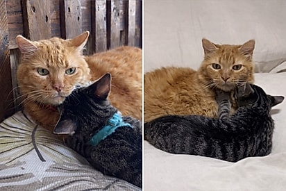 “Isso não é um gato, é uma mãe”: Mike surpreende ao cuidar de filhotes como se fossem seus.