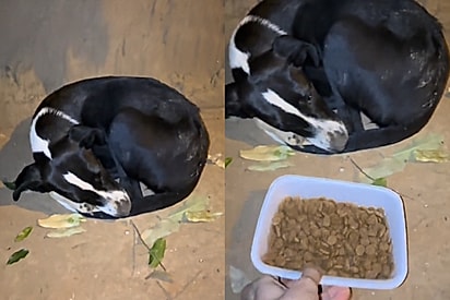 Da rua para a praia: vira-lata resgatada vive a melhor fase da vida