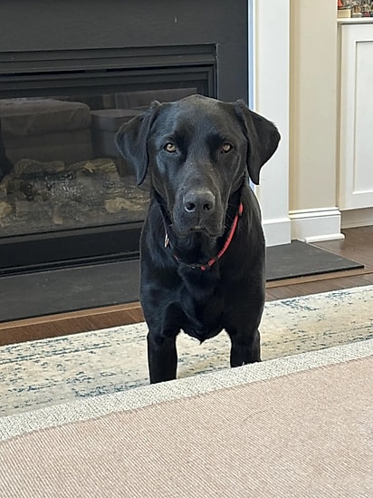 Angus tem um colega idêntico na creche.