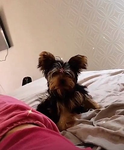 Luna foi trocada no pet shop.