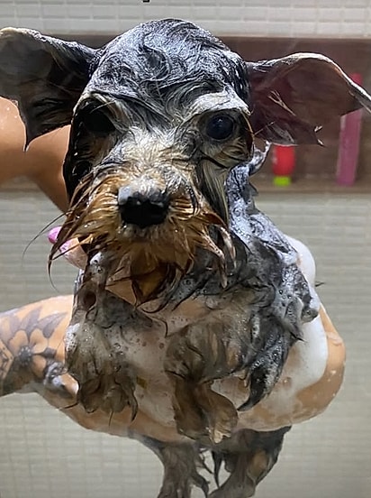 A cachorrinha Luna no pet shop.