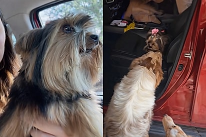 “Esse não é o meu cachorro”: tutora busca yorkshire errado em pet shop e cães da casa revelam a troca.