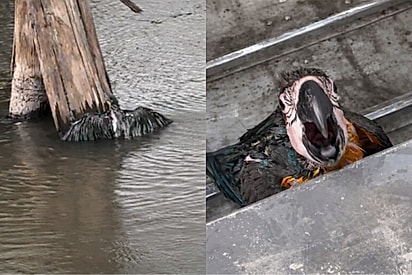 Arara cai de ninho em área alagada de Itaúba e recebe auxílio para voltar à natureza.