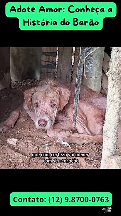 O cão viva em condições precárias.
