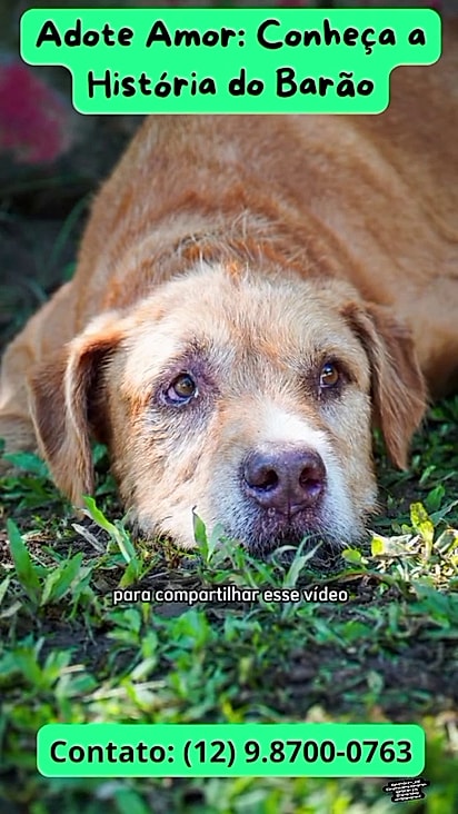 O cão convive muito bem apesar da sua condição de saúde.