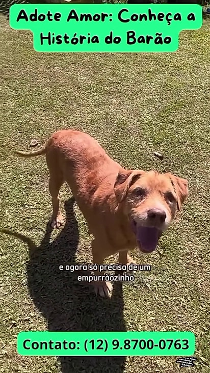 Barão segue à espera de um lar.