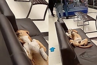 Caramelo ignora movimento de shopping e tira soneca em sofá para escapar do calor de 42 graus