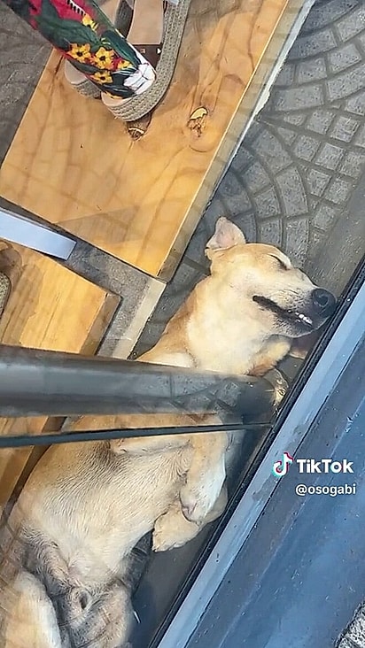 As funcionárias da loja chamaram o pet para se refrescar.