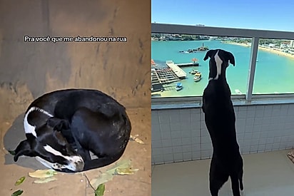 Da rua para a praia: vira-lata resgatada vive a melhor fase da vida