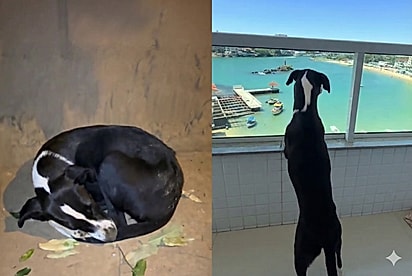 Da rua para a praia: vira-lata resgatada vive a melhor fase da vida