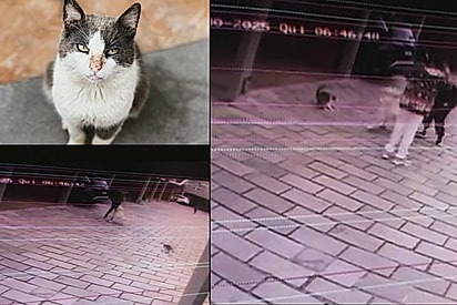 “Max, nosso herói”: Gato comunitário age com bravura, protege morador e cão de outro animal e ganha família amorosa