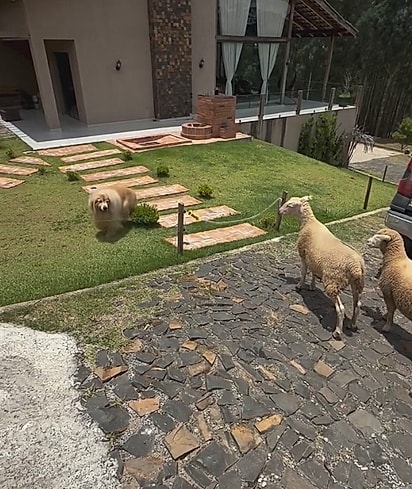 A cerca ficou no meio do caminho.