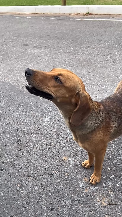A cachorrinha Pipoca foi adotada pela família de Junior Zica.
