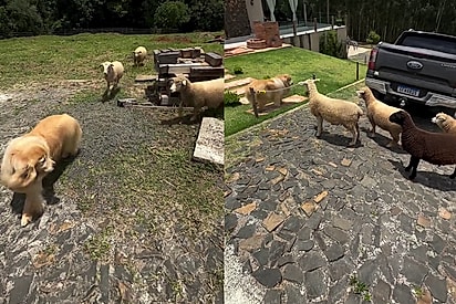 Golden curioso se aproxima de ovelhas e descobre que não nasceu para o pastoreio