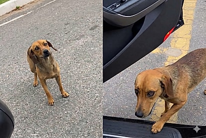 Durante passeio, família encontra vira-lata caramelo e ela toma atitude que muda tudo.